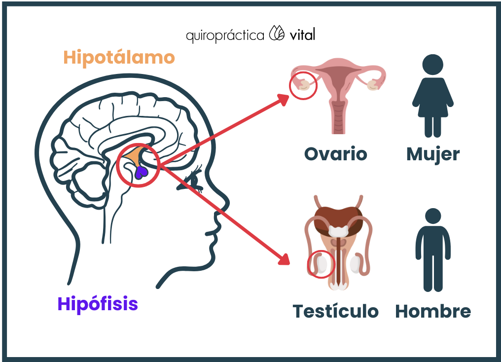 Infografía donde se muestra la ubicación del Eje hipotálamo - hipófisis y su repercusión en los órganos genitales femeninos y masculinos.